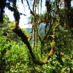 Manu Amazon Cloud Forest